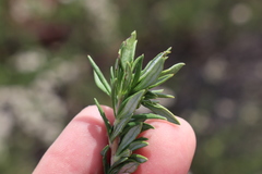 Eriogonum fasciculatum fasciculatum
