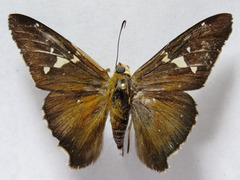 Epargyreus cruza