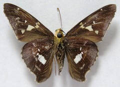 Epargyreus cruza
