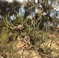 Acacia rigens