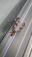 Neochauliodes formosanus