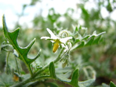 Solanum triflorum