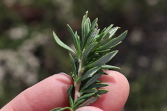 Eriogonum fasciculatum fasciculatum