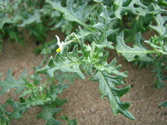Solanum triflorum