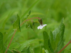 Trichodesma inaequale