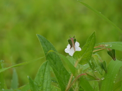Trichodesma inaequale
