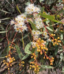 Eucalyptus gracilis