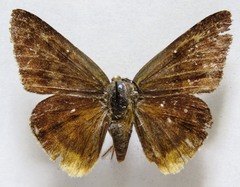Typhedanus ampyx
