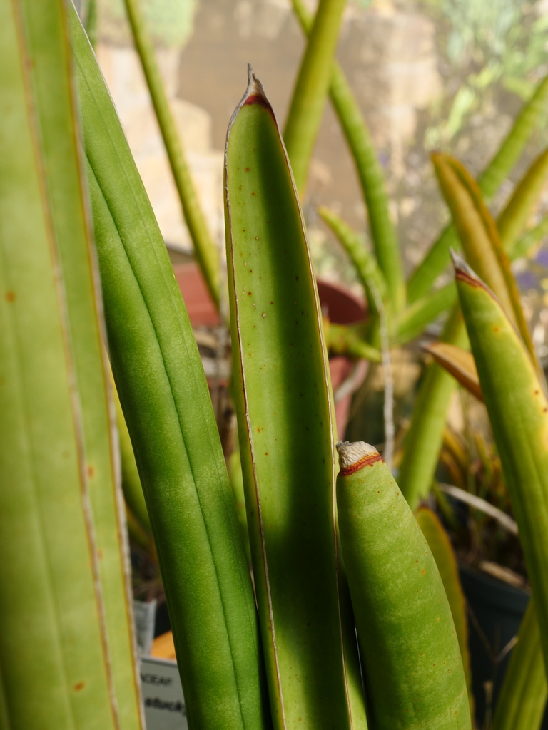 Elephant Tusks Plant (Sansevieria stuckyi)  iNaturalist