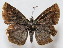 Antigonus erosus