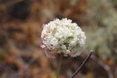 Eriogonum fasciculatum fasciculatum