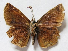Antigonus erosus