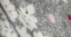 Araneae