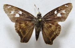 Polygonus leo arizonensis