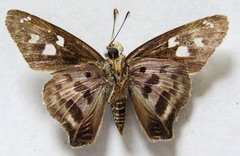 Polygonus leo arizonensis