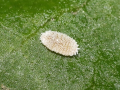 Phenacoccus peruvianus