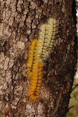 Gonometa robusta