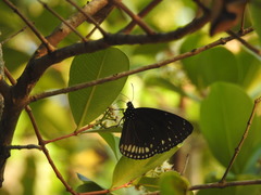 Euploea klugii