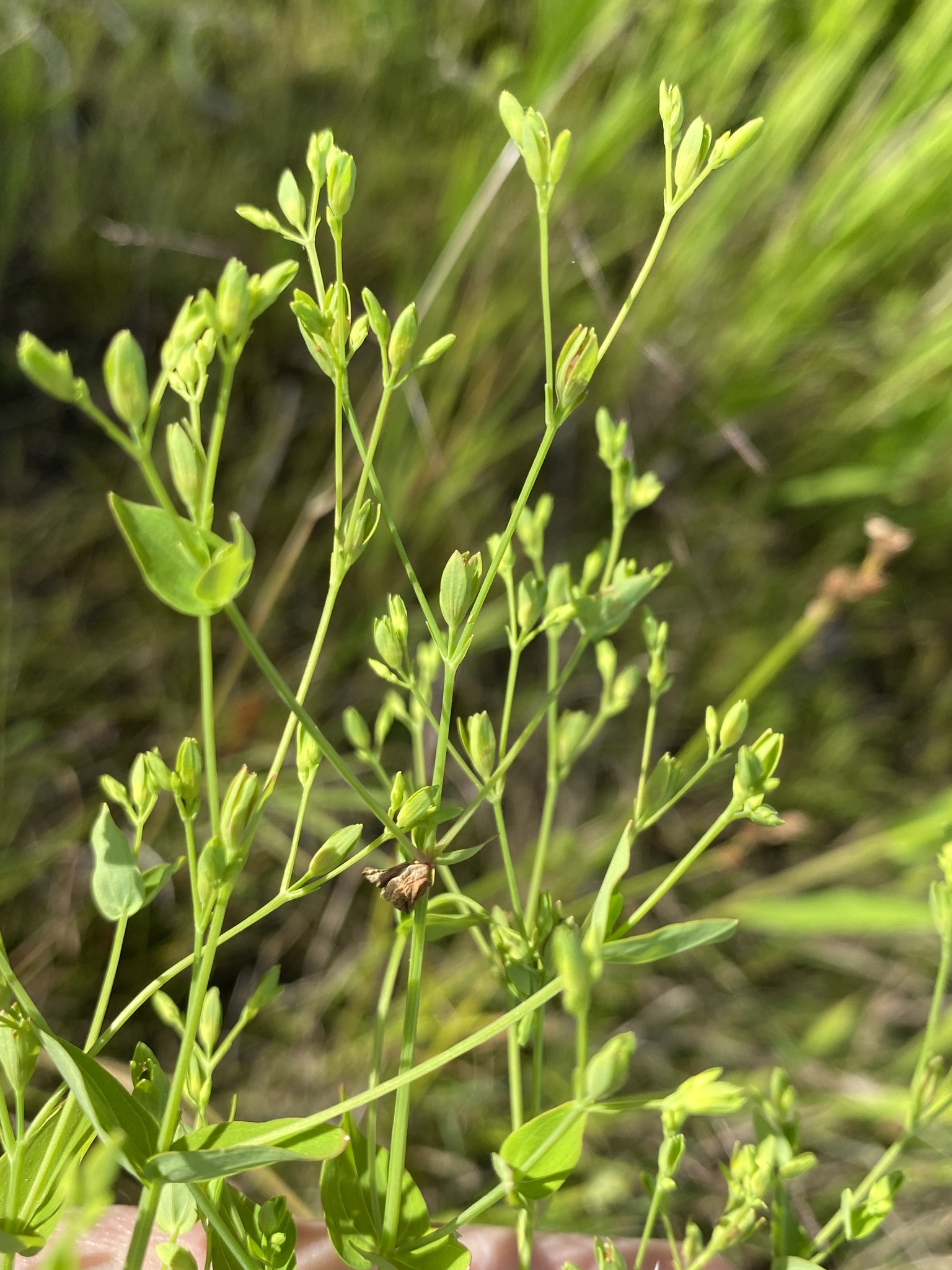 Hypericum mutilum ssp. latisepalum