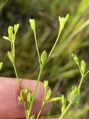 Hypericum mutilum latisepalum