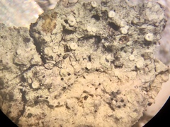 Lecanora nothocaesiella