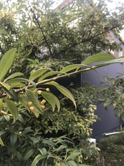 Cotoneaster salicifolius