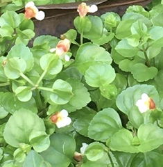 Torenia polygonoides