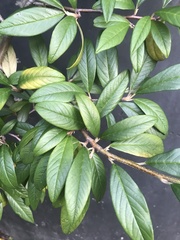 Cotoneaster salicifolius