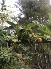 Cotoneaster salicifolius