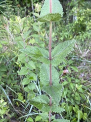 Eupatorium pubescens