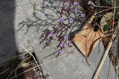 Limonium duriusculum