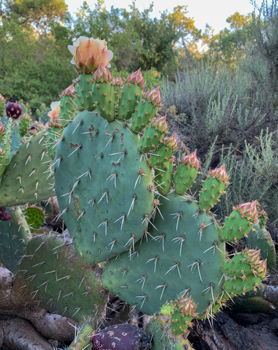iNaturalist observation photo of Engelmann's Pricklypear