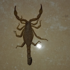 Chihuahuanus