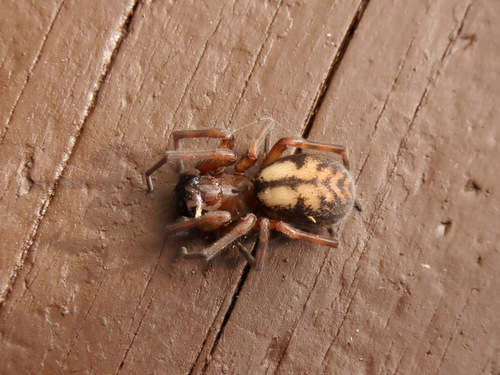 Callobius pictus
