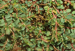 Euphorbia inaequilatera