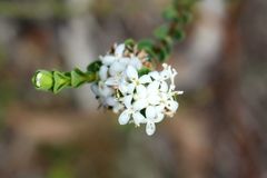 Pimelea flava dichotoma