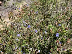 Ceanothus dentatus