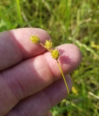 Carex brevior