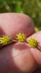Carex brevior