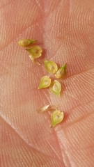 Carex brevior