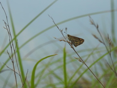 Taractrocera ceramas