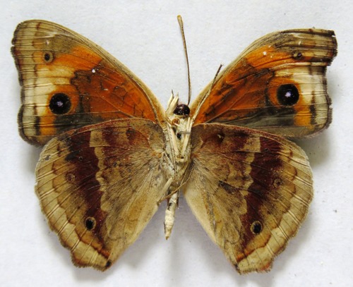 Junonia zonalis