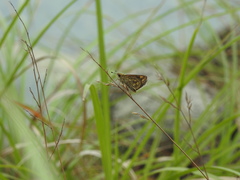 Taractrocera ceramas