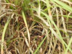 Taractrocera ceramas