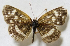 Anthanassa drusilla lelex