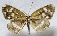 Anthanassa drusilla lelex