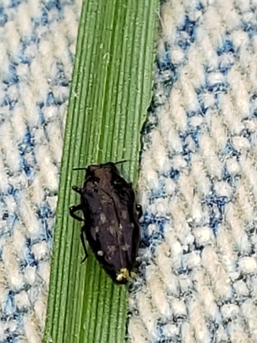 Taphrocerus gracilis