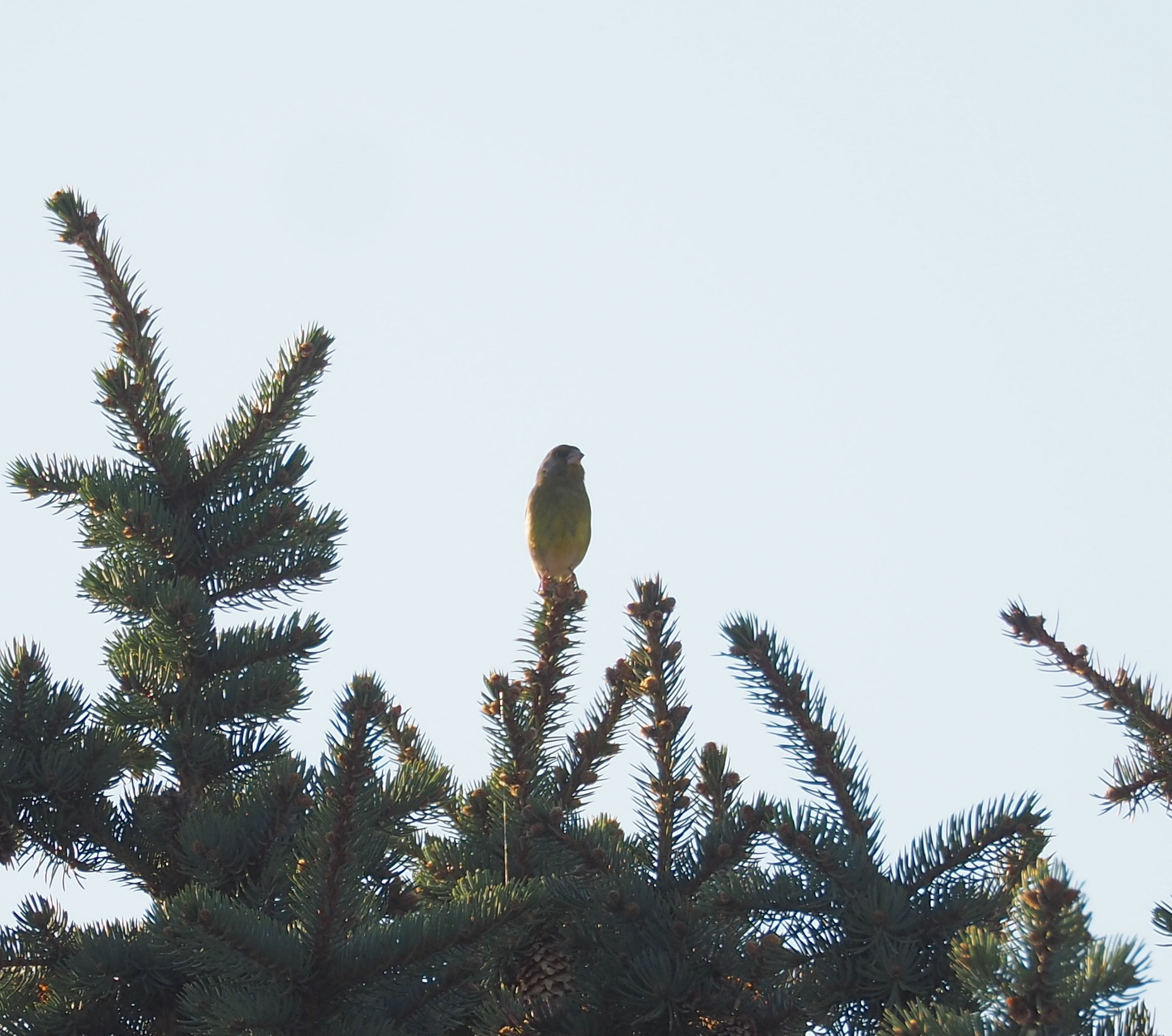 European Greenfinch