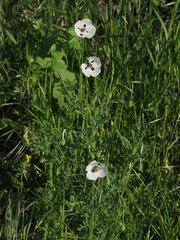 Papaver dubium austromoravicum