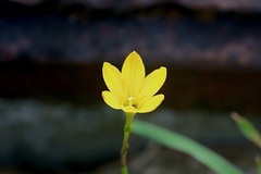 Zephyranthes citrina